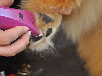 The Golden Retriever Teddy Cut